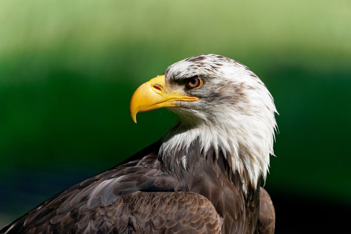 Bald Eagle close-up profile