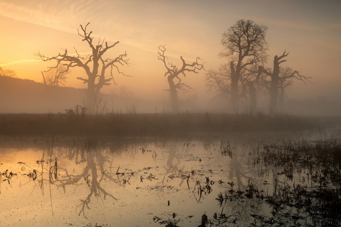 Misty swamp with ancient oak trees at sunrise