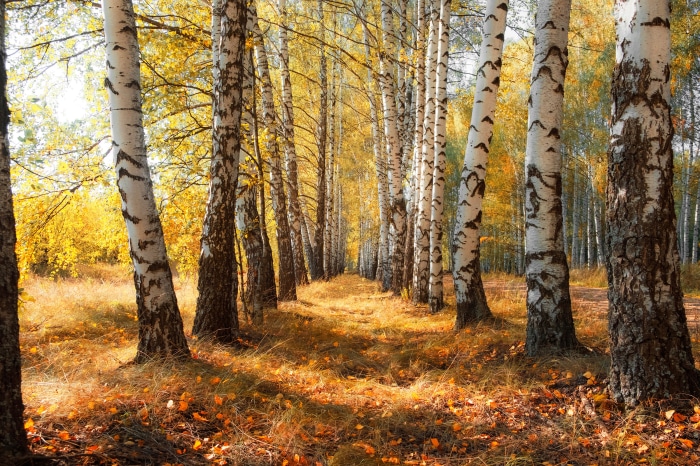 Birch trees in autumn forest path