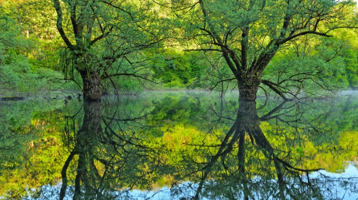Willow trees reflected in water at Lake Bret, France