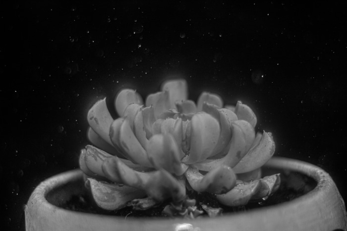 Succulent plant in a pot with water droplets