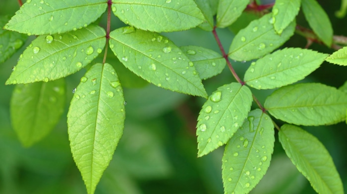 Green leaves with water droplets