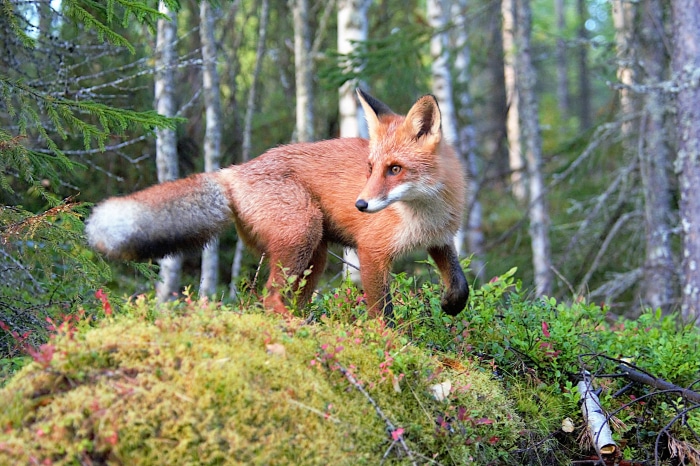 Red fox standing in a forest