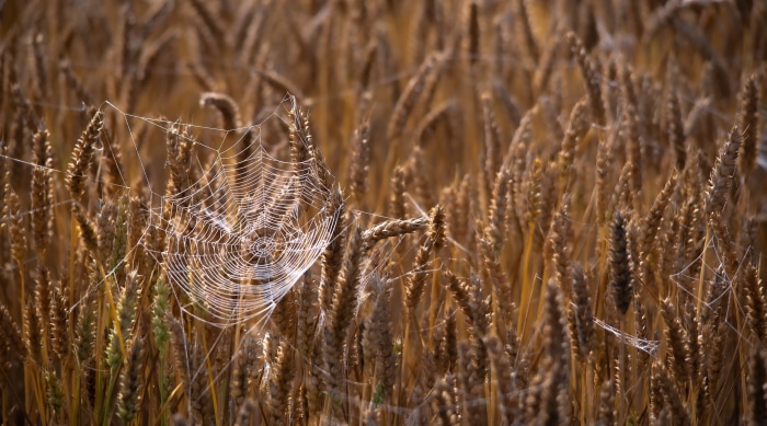 Spider web in a wheat field