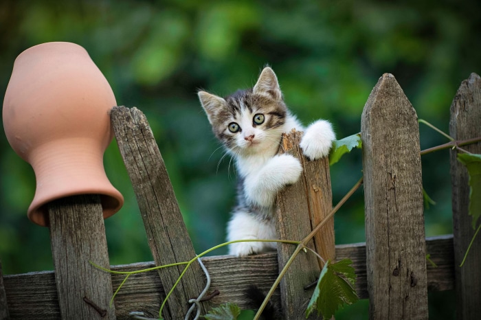 Kitten climbing on a wooden fence