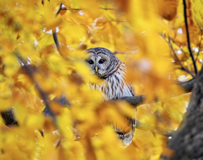Barred Owl in Autumn Foliage 4K