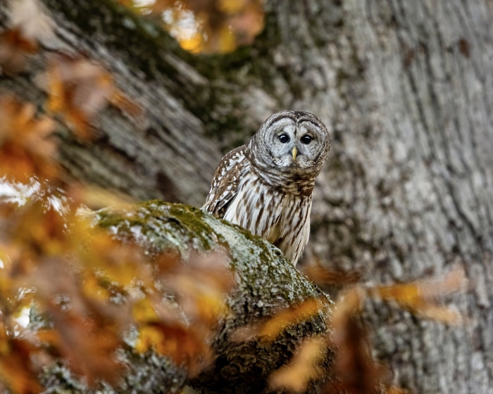 Barred owl perched on a mossy branch in autumn