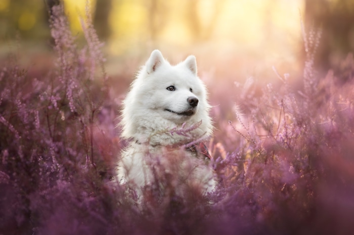 Samoyed dog sitting in purple heather field
