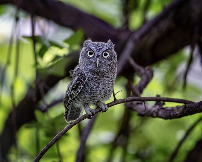A small owl perched on a tree branch
