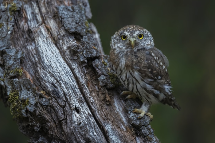 Small owl perched on a tree trunk