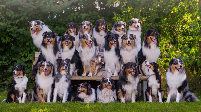 Group of Australian Shepherds Posing Outdoors