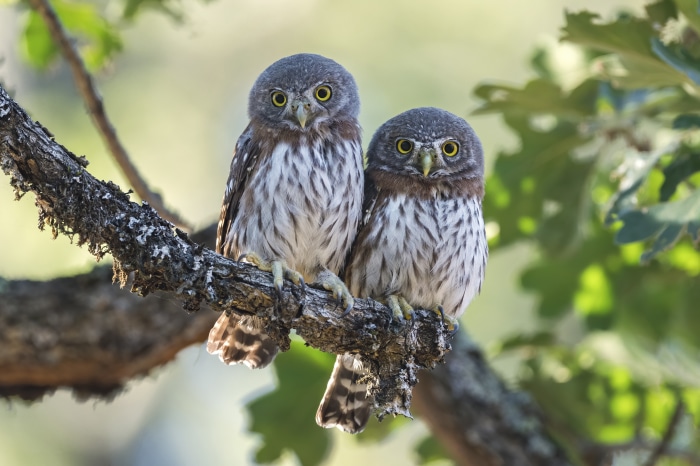 Two small owls perched on a branch