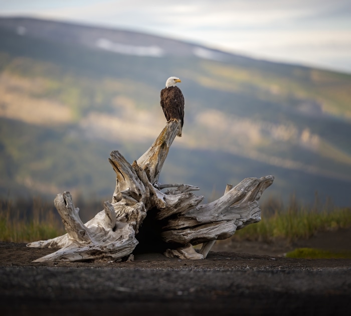 Bald Eagle perched on driftwood