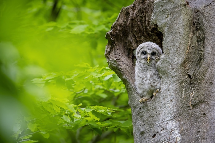 Baby owl in a tree hollow