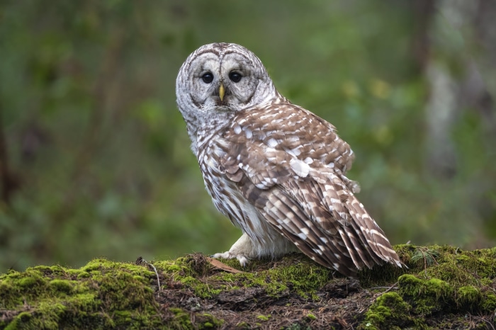 Barred Owl on Mossy Log 4K