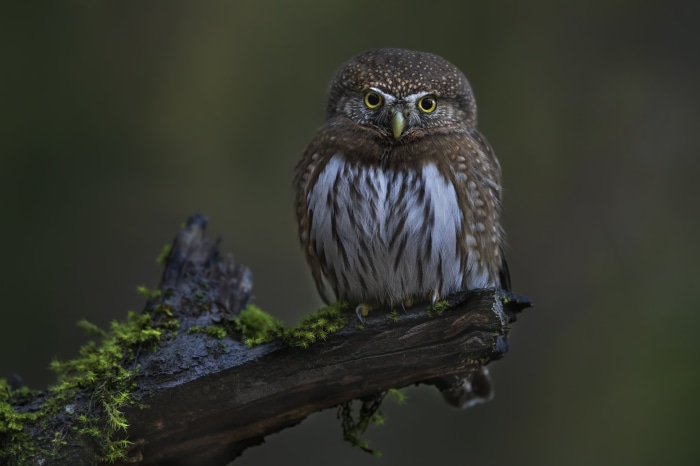 Pygmy owl perched on a mossy branch