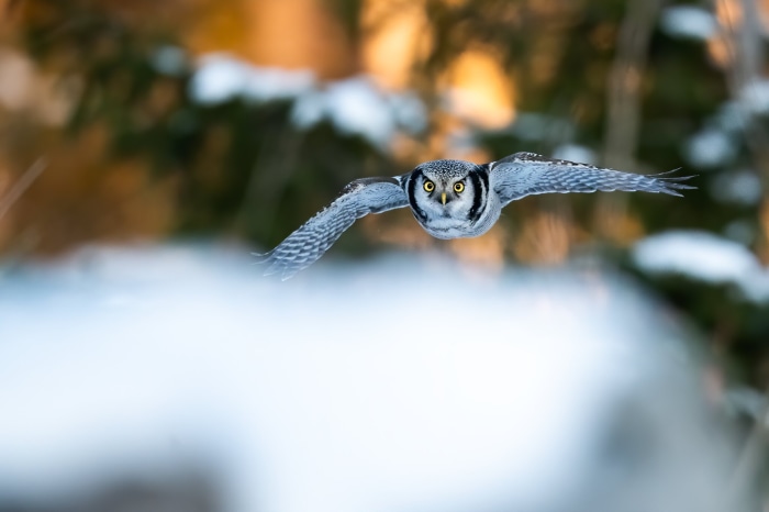 Northern Hawk Owl in Flight