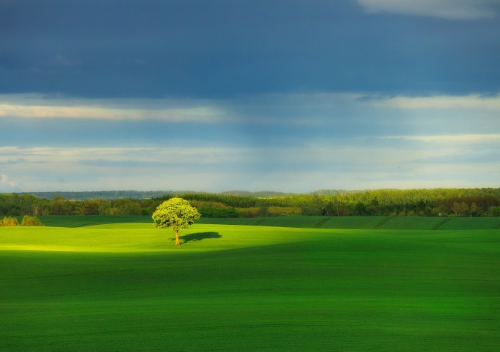 Lone tree in a green field under a cloudy sky