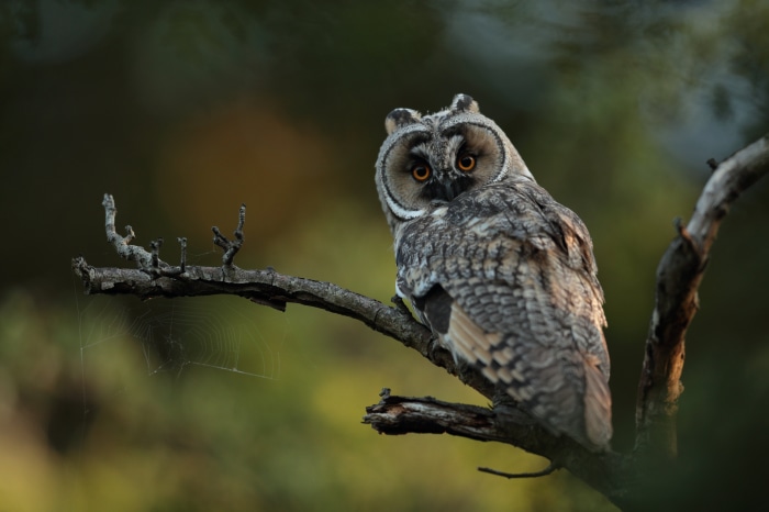 Long-Eared Owl on a Branch