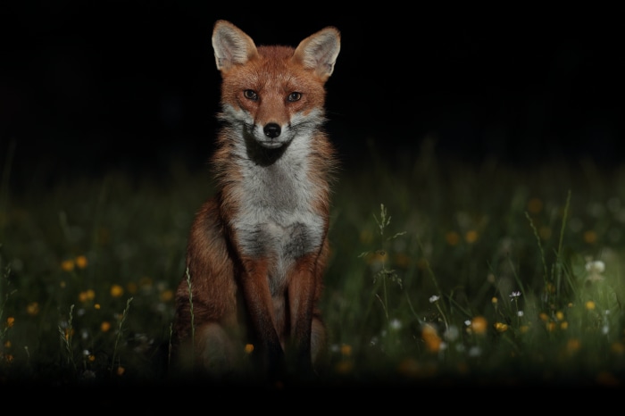 Fox in a field at night 4K