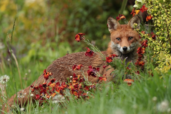 Red Fox in Flowers 4K