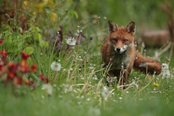 Fox in a Garden with Flowers