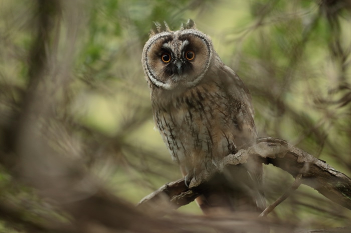 Long-Eared Owl perched on a branch