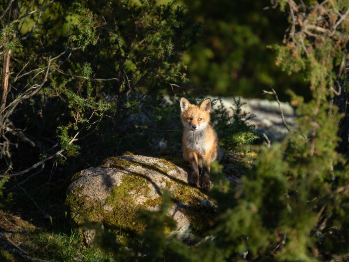 A fox sits on a mossy rock in a forest