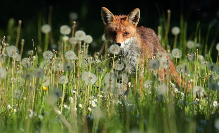 Fox in a field of dandelions