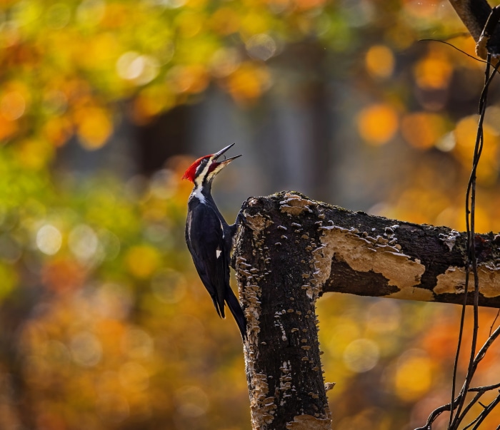 Pileated Woodpecker on a branch in autumn