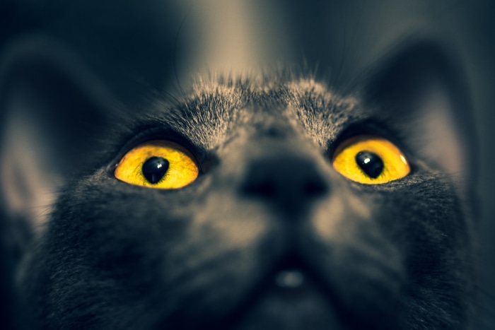 Close-up of a gray cat's yellow eyes