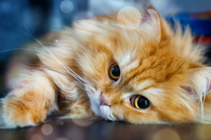 Close-up of an orange fluffy cat