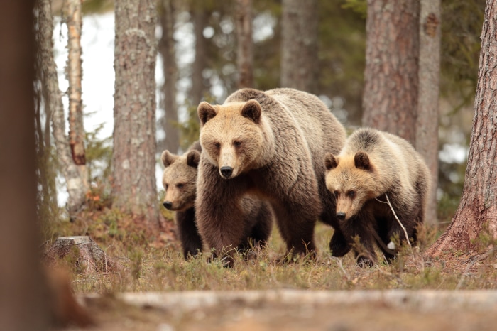 Mother Bear and Cubs in Forest
