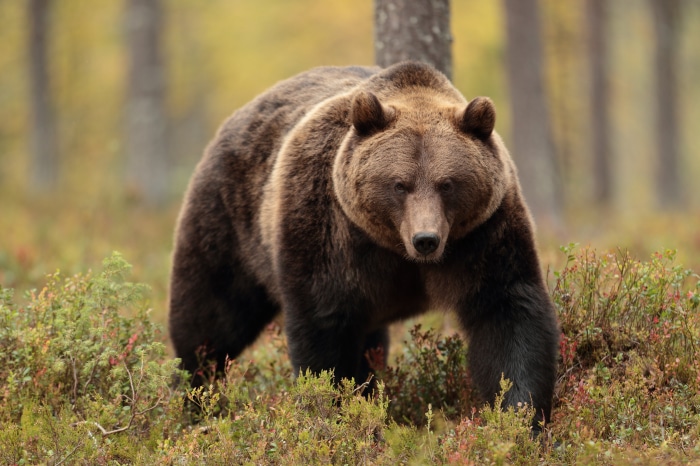 Brown bear in a forest