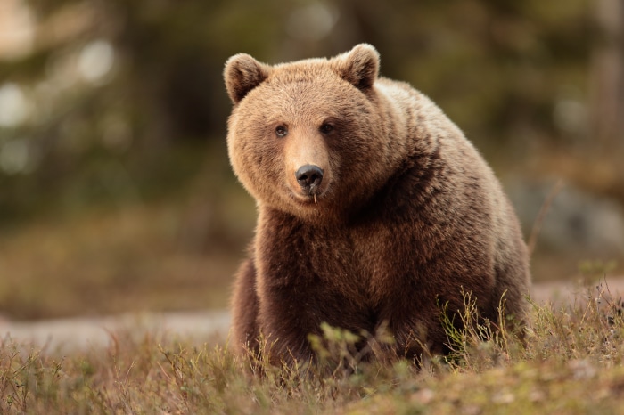 Brown Bear in a Forest