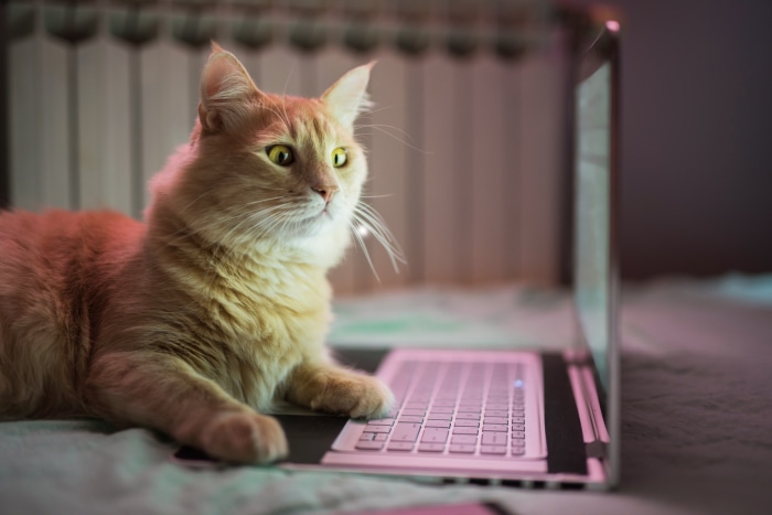 Orange cat lying on a laptop