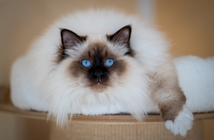 Birman Cat with Blue Eyes 4K
