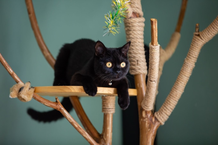 Black cat on a wooden platform