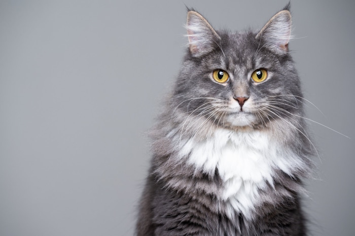 Maine Coon cat portrait