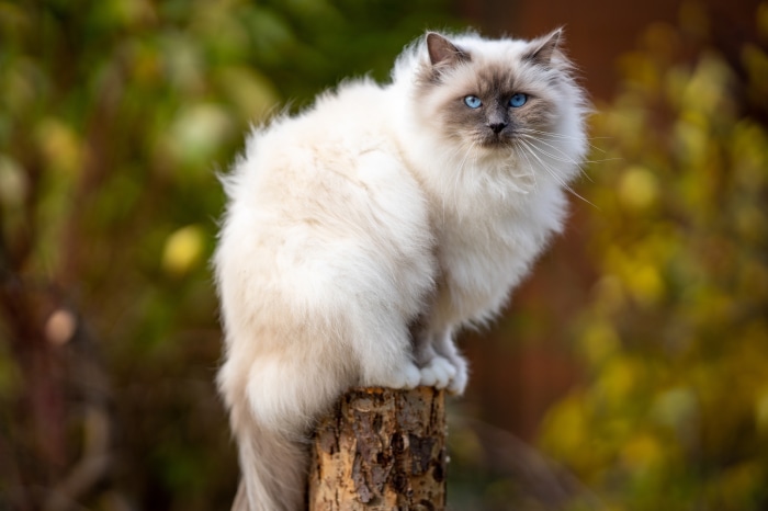 Beautiful Ragdoll Cat with Blue Eyes in