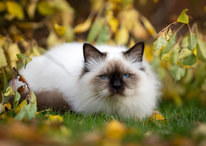 Birman cat with blue eyes in autumn leaves