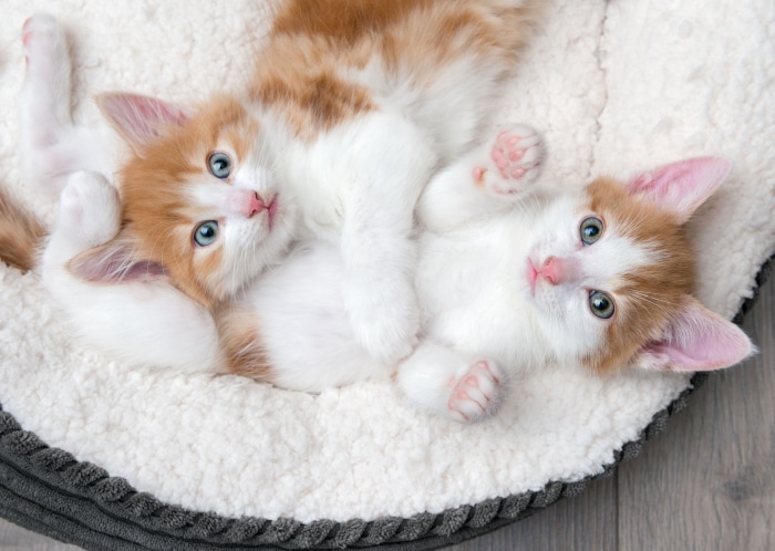 Two orange and white kittens lying on a bed