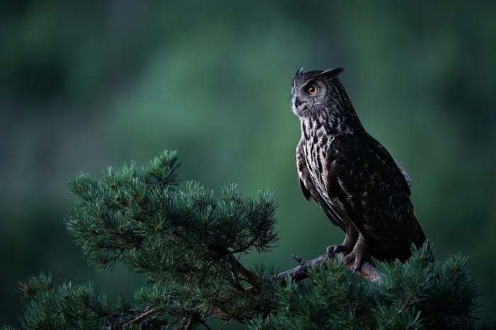 Eurasian Eagle-Owl perched on a pine branch