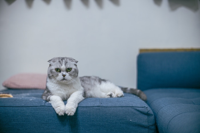 Scottish Fold cat on a blue couch
