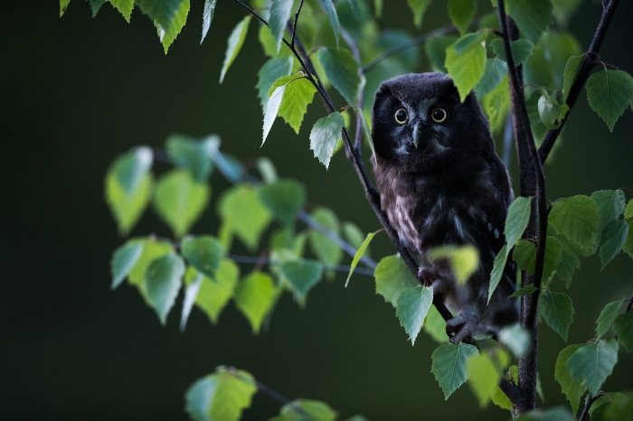 A small owl perched on a tree branch