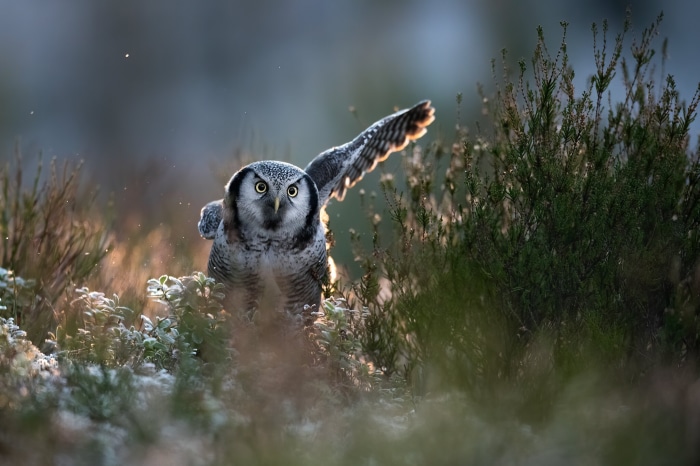 Northern Hawk Owl in a Snowy Forest