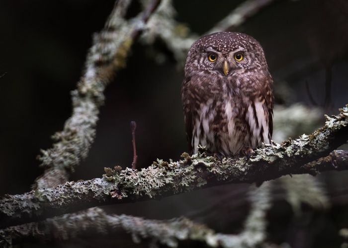 Pygmy owl perched on a lichen-covered branch