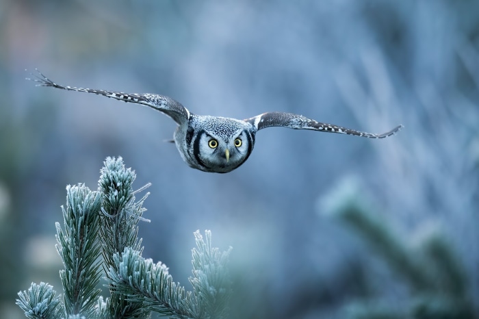 Northern Hawk Owl in Flight