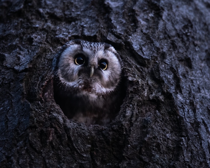 Boreal owl peeking from a tree hollow