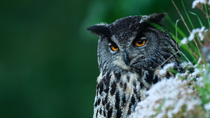 Eurasian Eagle Owl with bright orange eyes